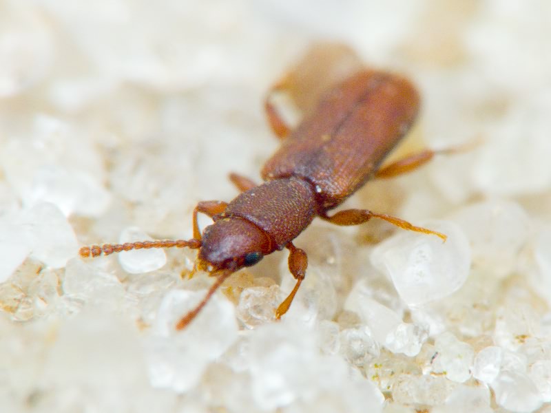 Silvanus unidentatus (A. G. Olivier, 1790)